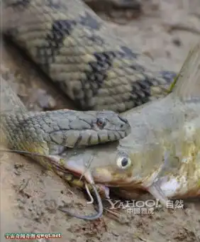 鲶鱼图片搞笑蟒蛇