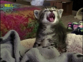 小萌猫想和主人一起睡,却被拒绝,喵伤心的哭了  小萌猫想和主人一起睡,却被拒绝,喵伤心的哭了