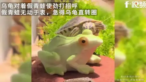  乌龟对着假青蛙使劲打招呼,假青蛙无动于衷,急得乌龟直转圈