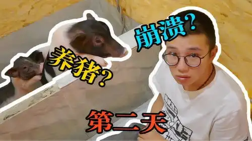  挑战养猪三天第二天我和猪一起睡厕所