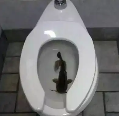  开心一刻笑话,,上大学的时候,厕所是那种老式的一排坑位