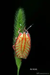  荔蝽