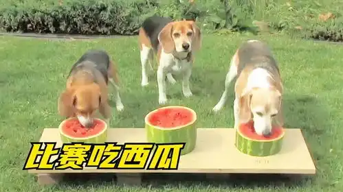  三只狗子比赛吃西瓜,中间那只狗你是来搞笑的吧