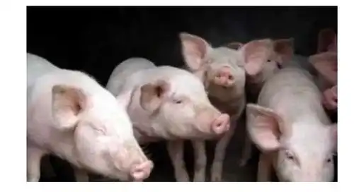 大流行预警一新型重组猪流感病毒被中国学者发现具备在人群中流行潜力  大流行预警一新型重组猪流感病毒被中国学者发现具备在人群中流行潜力