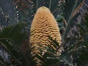  苏铁花及其它