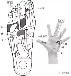  手上最神的穴位人体手足对应的保健反射区