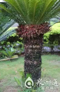  铁树不仅开花还结果结出凤凰蛋可致癌