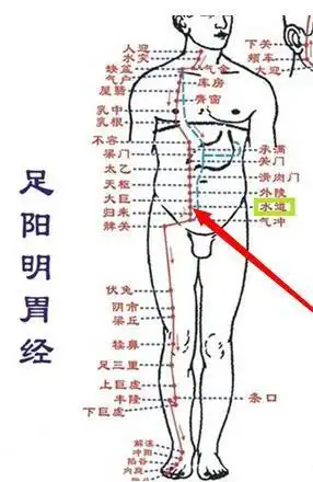  足阳明胃经穴