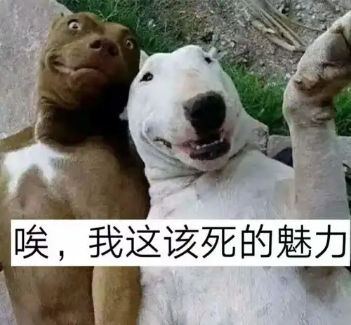  搞笑趣图这就是传说中的野王猴哥不要怂一起上