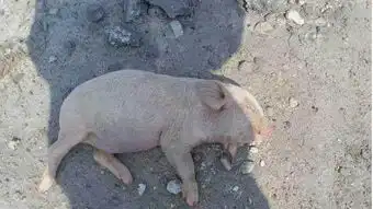  猪贩子为增加猪体重,给猪喂水泥后,高价卖给农村80岁老奶奶
