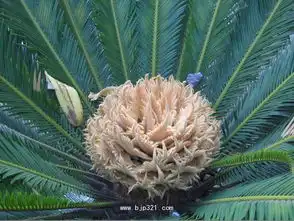 铁树花图片大全大图