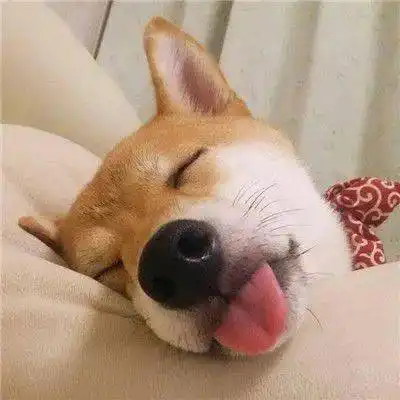  蠢萌狗狗头像