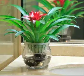 12大生肖盆栽,需要招财的植物,你家是哪款呢 12大生肖盆栽,需要招财的植物,你家是哪款呢