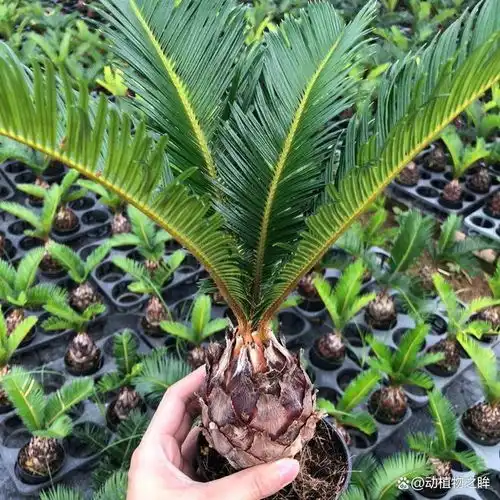  铁树多久开一次花揭秘铁树开花的周期与养护要点