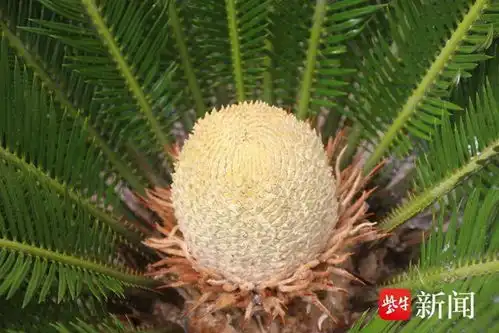  连云港一村民精心守护18年铁树终于开了花