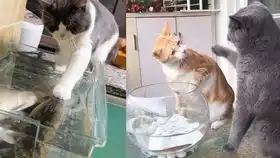 2019年3月最佳宠物视频合集  2019年3月最佳宠物视频合集