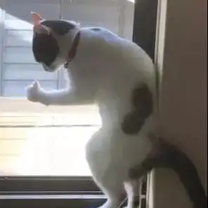 搞笑gif我用瓶子扣住了马蜂下一步怎么办,在线等,挺急的  搞笑gif我用瓶子扣住了马蜂下一步怎么办,在线等,挺急的