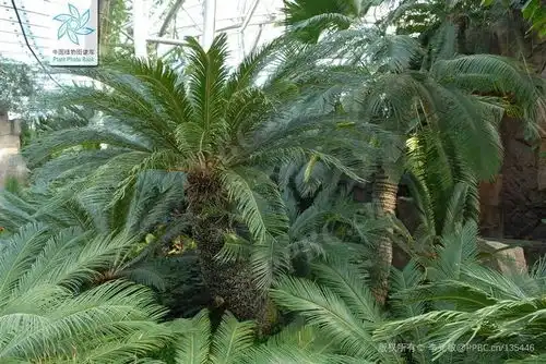  国家植物园铁树开花啦