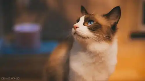  猫咖里庚子掠影