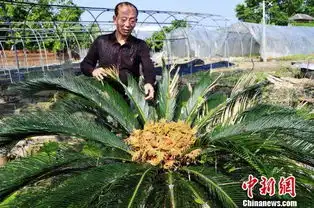 广东始兴县两株铁树开花结果 广东始兴县两株铁树开花结果