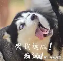哈士奇犬搞笑图片二哈