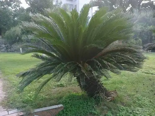  铁树开花你见过吗像玉米棒子非常漂亮,果实像凤凰蛋,有毒