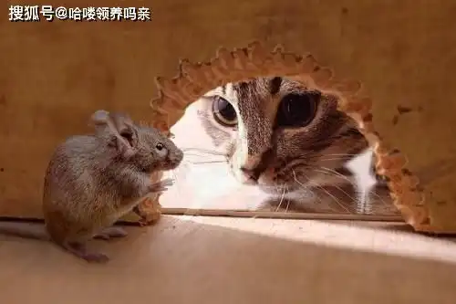  只听过军犬没听过军猫带你了解猫咪从军记,简直是一部搞笑史