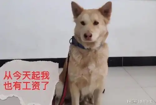  打工狗子年薪3万,只需负责看门卖萌,网友混得不如狗