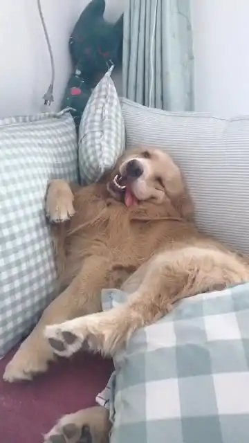 二狗智障傻了两年多了,智商相当于0.01岁的哈士奇,但我没有放弃它萌宠搞笑  二狗智障傻了两年多了,智商相当于0.01岁的哈士奇,但我没有放弃它萌宠搞笑