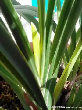 黄金三结义半开花了了2015.2.4日上传新照片 黄金三结义半开花了了2015.2.4日上传新照片