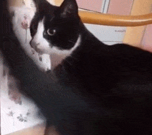  如果可以,我想养一只奶牛猫,太有趣了