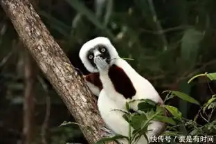  萌翻众人,搞笑野生动物摄影奖再度来袭