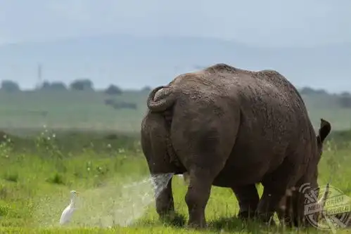25张动物们的搞笑照片,让人忍俊不禁  25张动物们的搞笑照片,让人忍俊不禁