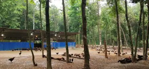  南昌大力发展林下经济走出一条产业得发展林农得实惠企业出效益的林业产业发展之路