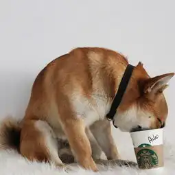  盘点让人忍俊不禁的搞笑动物萌态