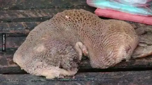  50张密集恐惧症照片