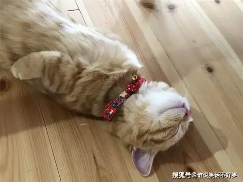  橘猫累到虚脱,四仰八叉躺在地板上呼呼大睡,网友没电了