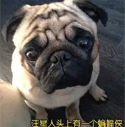 又丑又搞笑的图片头像亲