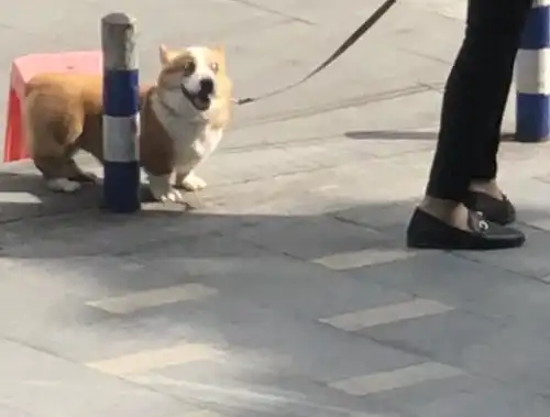 酚酞瓜表情包小柯