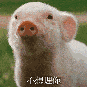  表情宠物小猪动态表情包