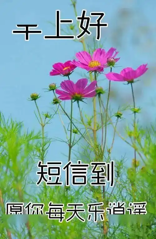  漂亮的鲜花冬天早安问候图片带字,创意好看的早上好问候祝福语