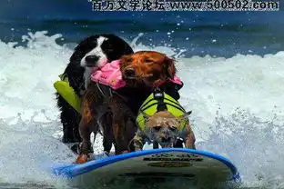  幽默猜测王八不八哼哼哈兮一条狗哼哼哈兮两条狗哼哼哈兮三条狗炎热的夏天,穿上马甲去冲浪,