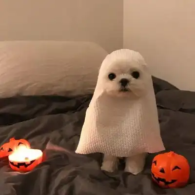  狗子你有点可爱哦