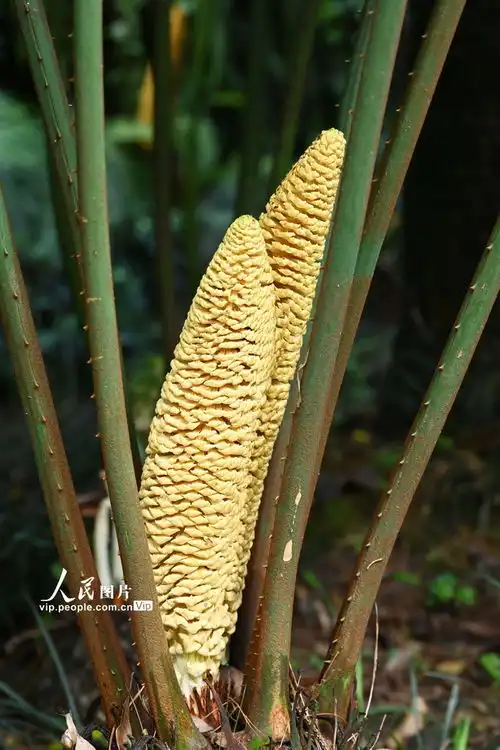  广西南宁苏铁花开