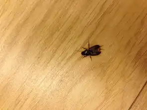  请问这图片的是什么虫会叮人吗