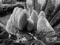 同安一铁树同时开11朵花引来众多游客观赏 同安一铁树同时开11朵花引来众多游客观赏