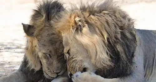 搞笑图片网站哪个好野生