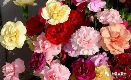  今天9月10日,教师节,91000朵康乃馨送给全天下的恩师祝老师节日快乐