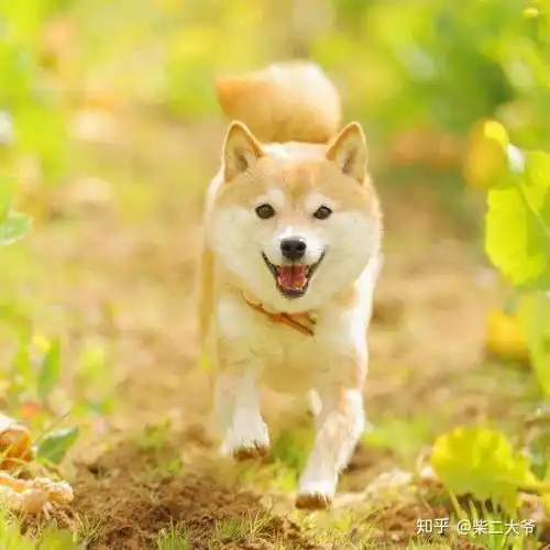 黑柴不是变异哈士奇好吗赤柴也不是土狗这几种颜色都是柴犬  黑柴不是变异哈士奇好吗赤柴也不是土狗这几种颜色都是柴犬