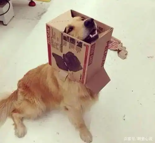  20张狗狗搞笑图片,养狗的人也太幸福了吧,每天身边都有乐子